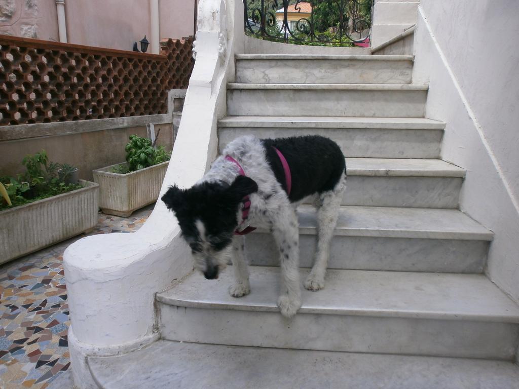 Villa Saphir Nizza Exterior foto